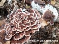 Hydnellum concrescens-amf917-2